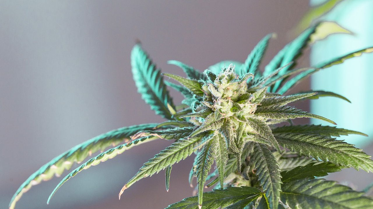 Над 2 кг марихуана откриха полицаи в Благоевград