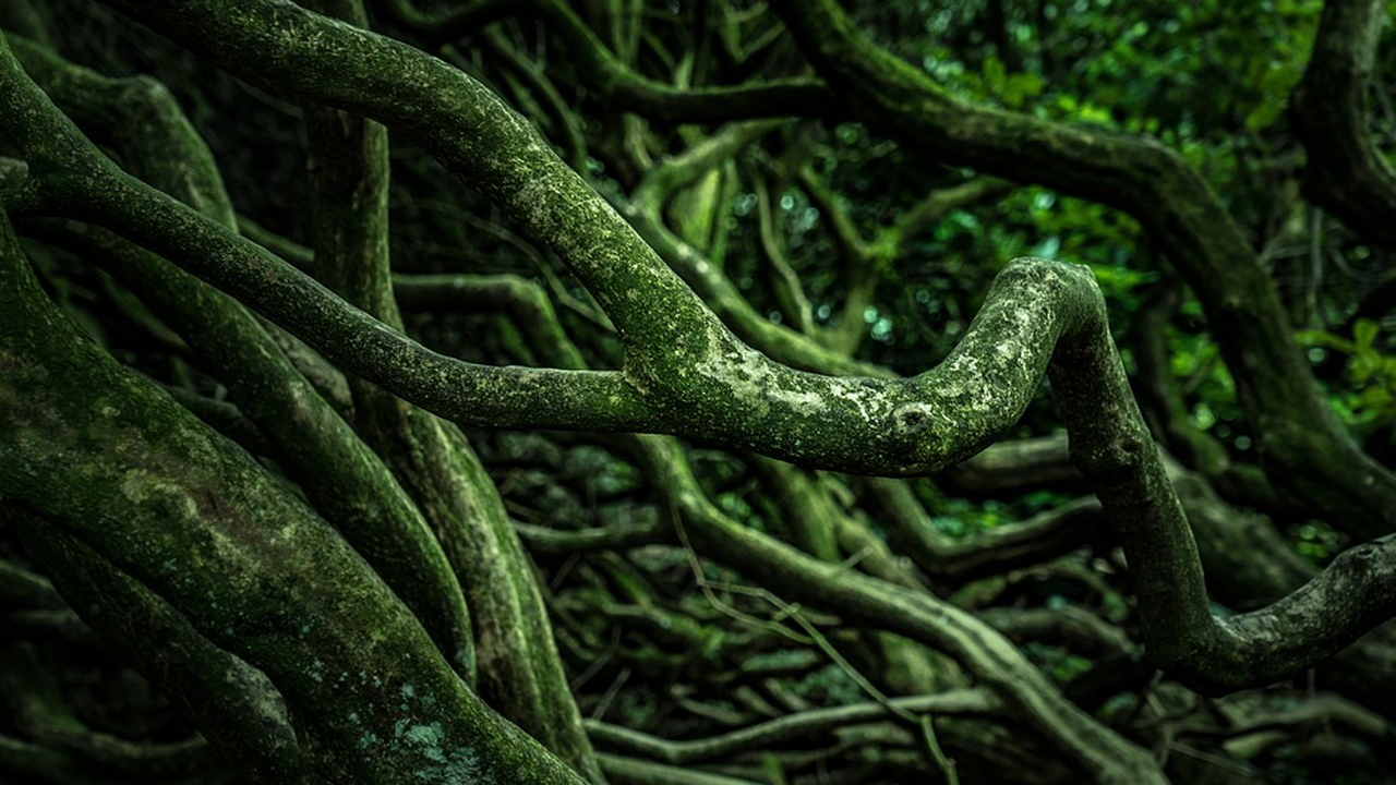 Откриха гора, погребана от вулкан преди 10 млн. години в Перу