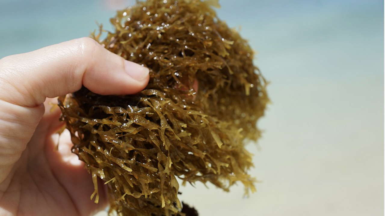 След морската слуз, сега турските морета са изправени и пред опасност от кафяви водорасли