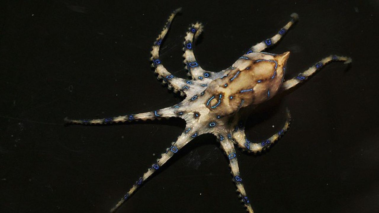 Най-отровният октопод в света вече е в Пловдив