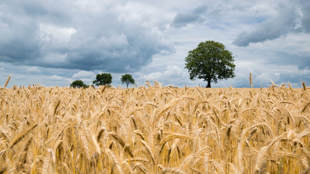 С помощ от 56,6 млн. лв. ще се подобри ликвидността на земеделски стопанства