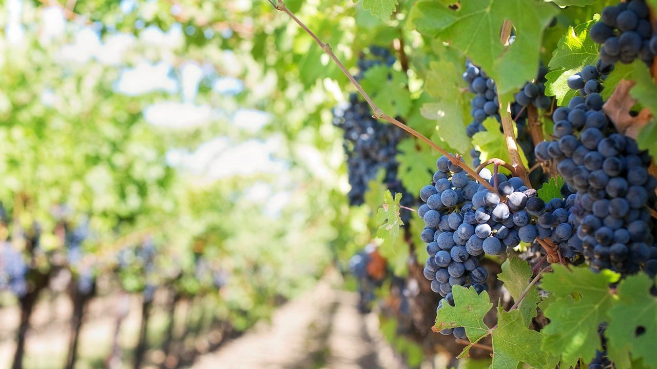 От 21 юли започват плащанията за застраховане на реколтата от винено грозде