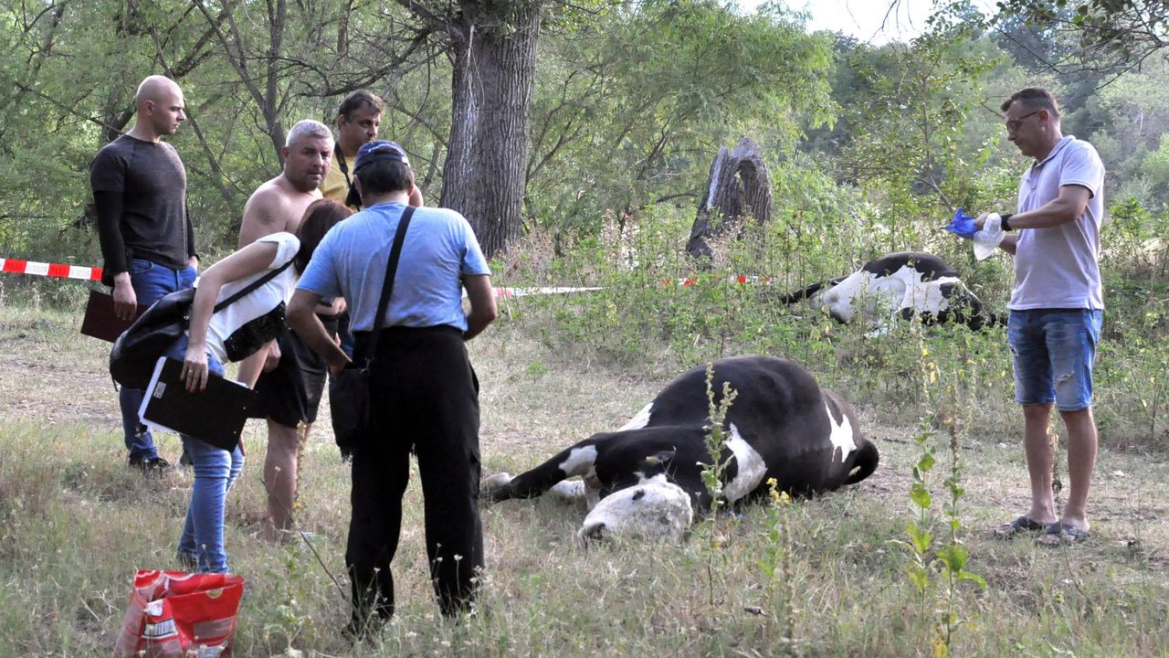 Собственикът на отровените крави от река Марица получи близо 40 хил. лева