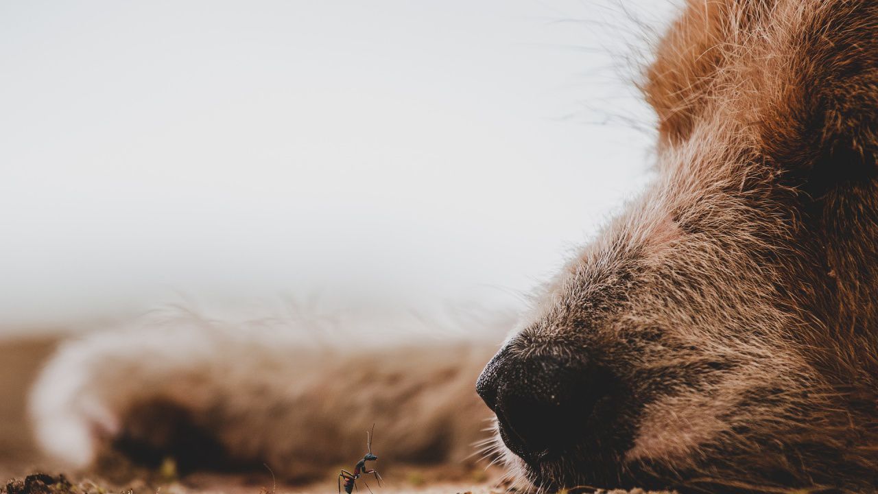 Мъж преби кучето си с тояга в Добричко, то почина
