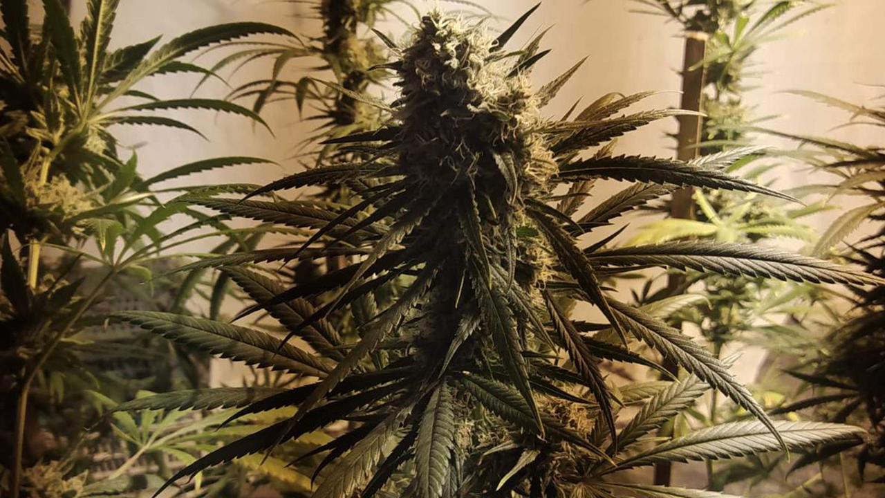 Арестуваха собственик на плантация за канабис в Пловдивско