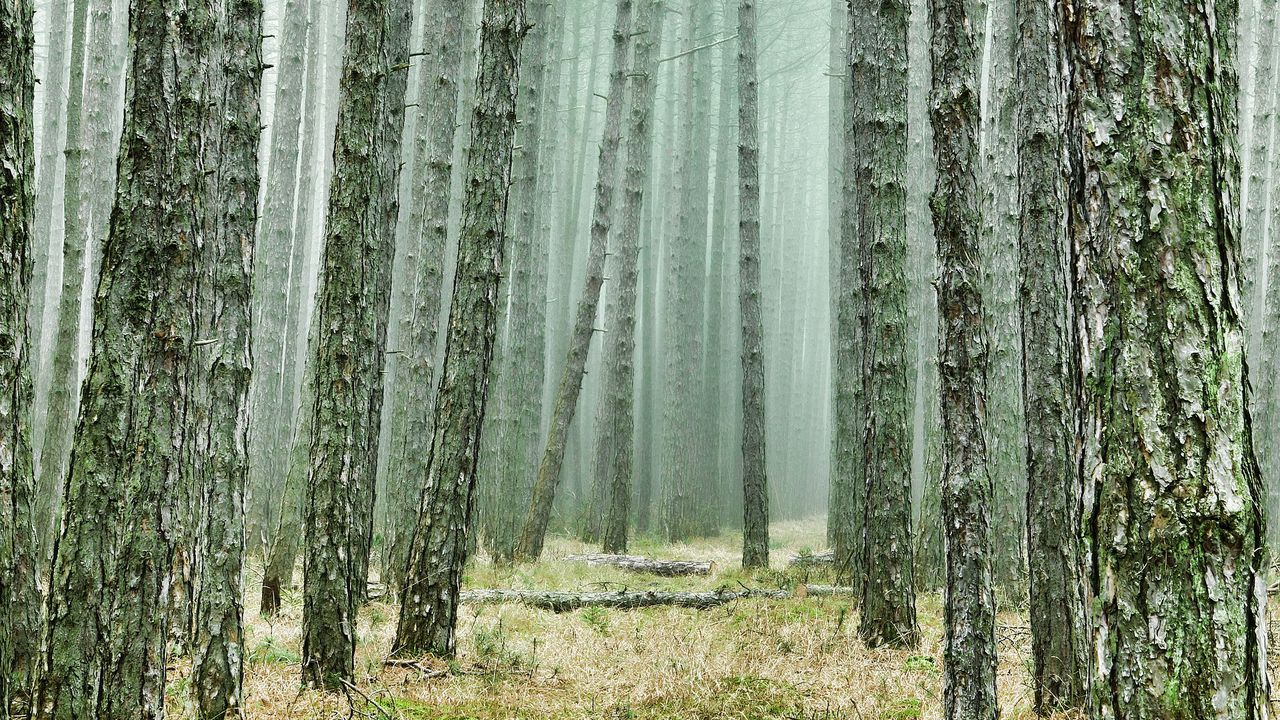 Бор уби чехкиня в къмпинг до Рилския манастир