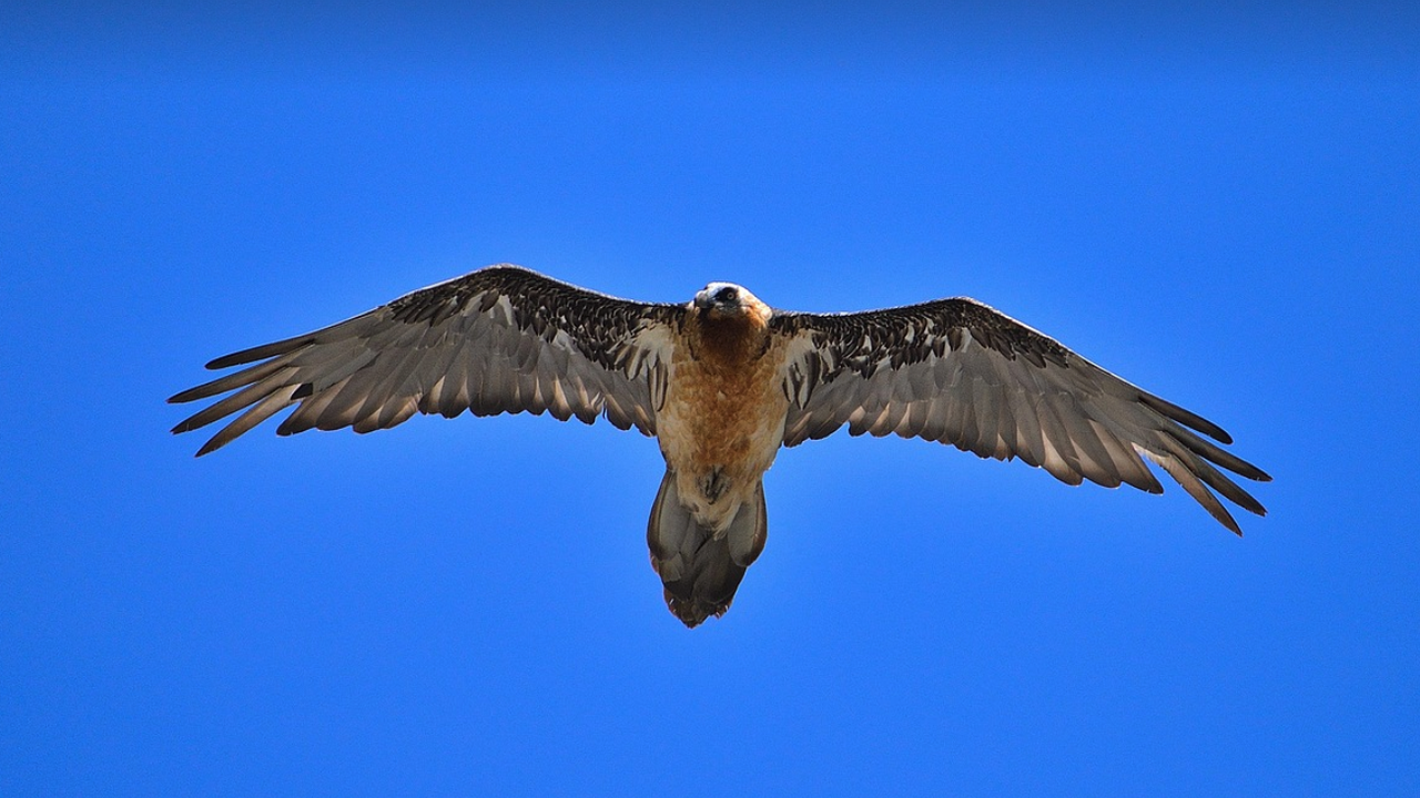 Единият от трите освободени през май брадати лешояди - Боев,