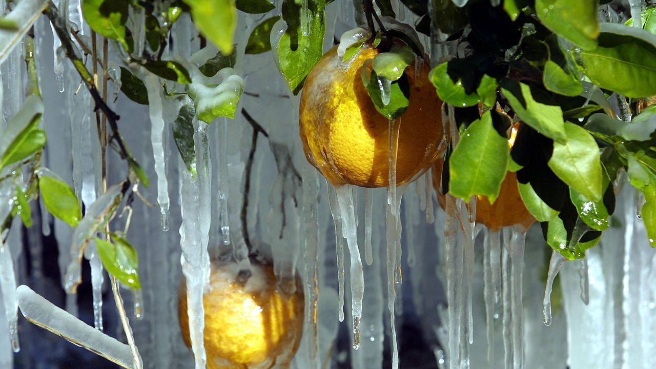 Необичаен студ скова Уругвай и причини смъртта на най-малко 7