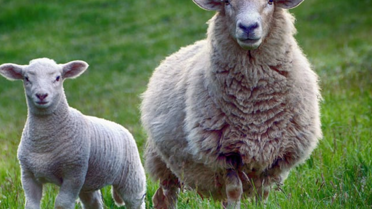 Шарката по животните у нас: "Всички сме изправени до стената и чакаме времето за разстрел"