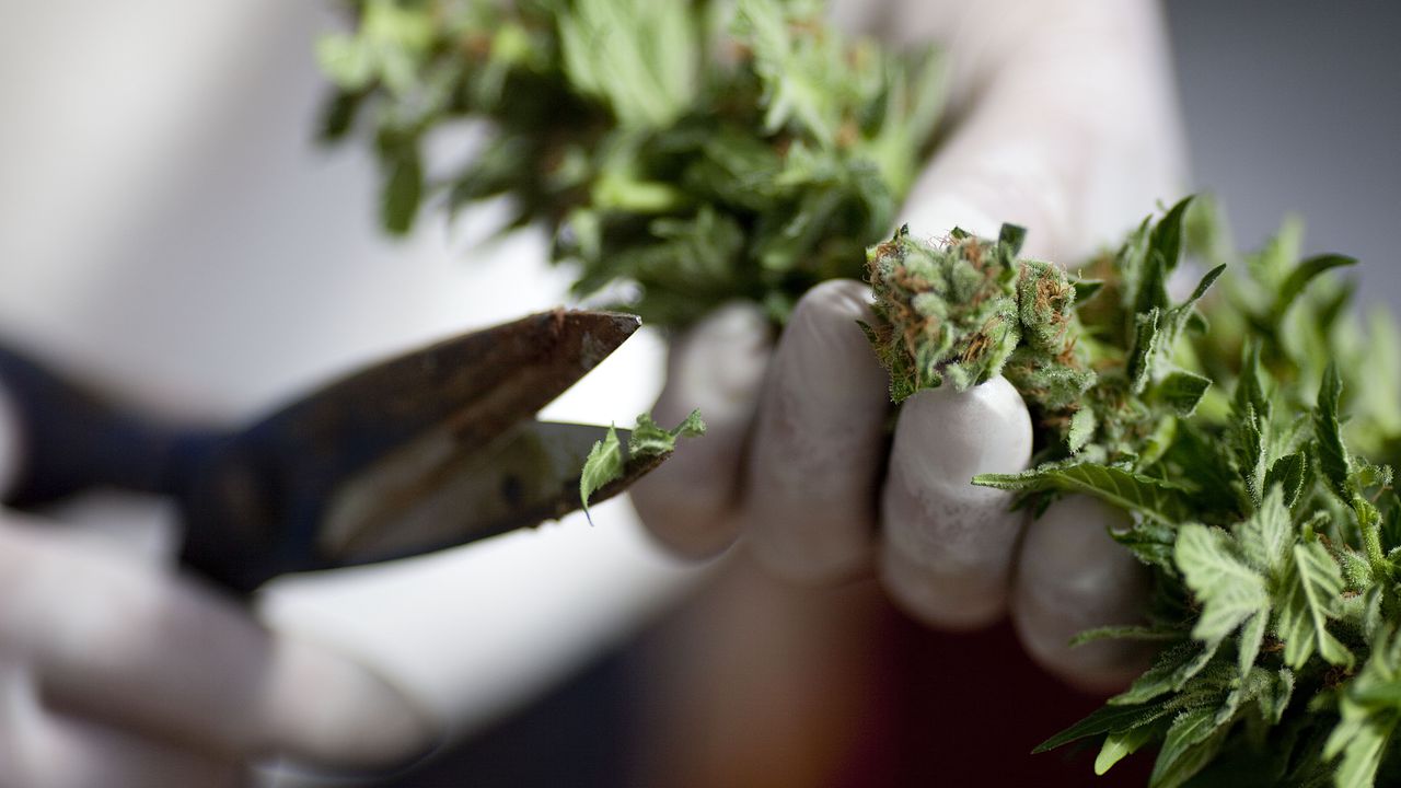 Употребата на канабис за облекчаване на болка, тревожност или депресия увеличава риска от параноя