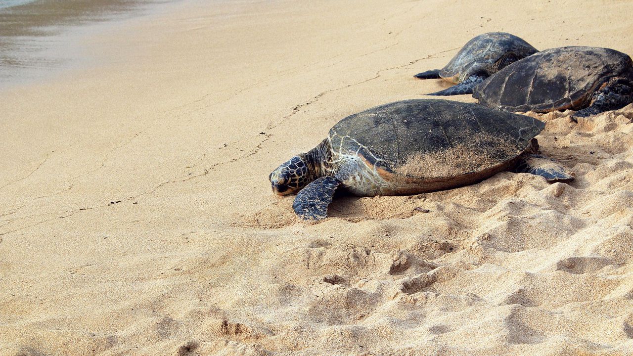 Все по-често морски костенурки хапят плувците във водите край плажа
