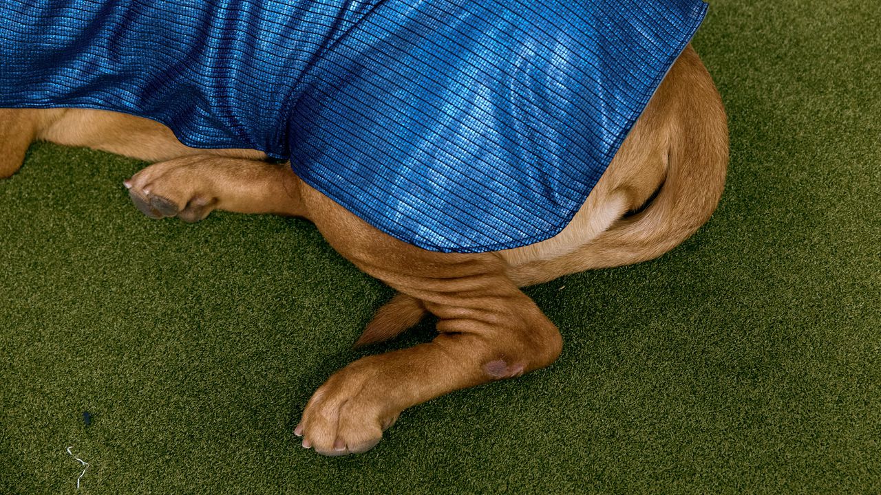 Разследват смъртта на куче в Пернишко, съобщиха от полицията.На 24