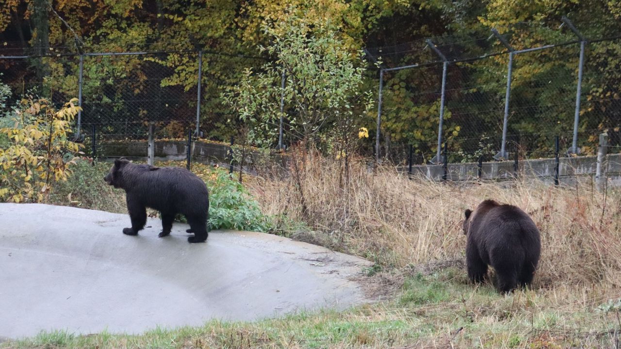 Парк за мечки Белица посрещна своите най-нови обитатели - мечетата
