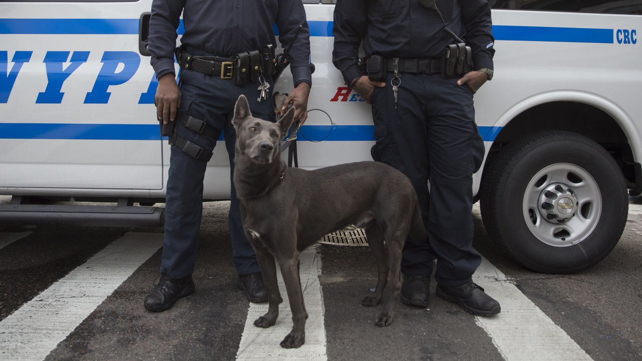 Кучетата не помнят щедростта