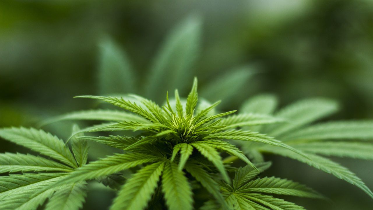 Спипаха 40 кг марихуана на "Капитан Андреево"