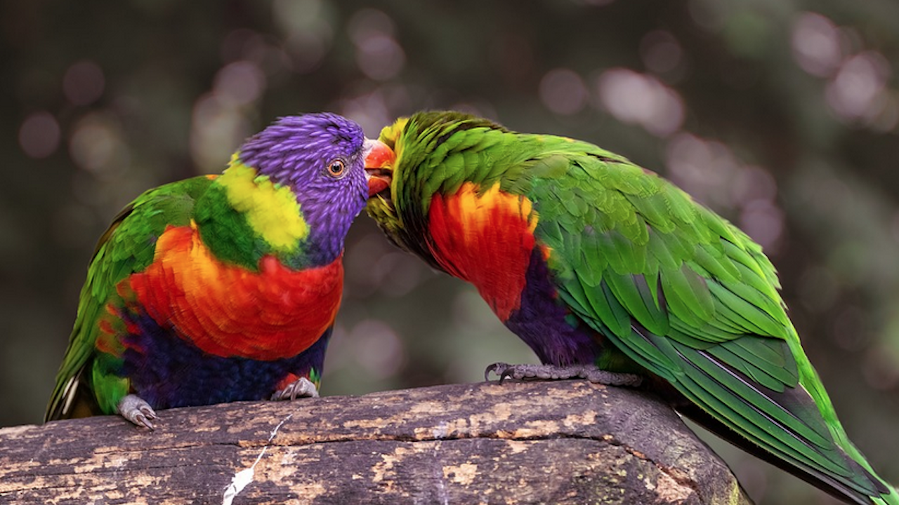 Сръбски митничари предотвратиха опит за контрабанда на папагали