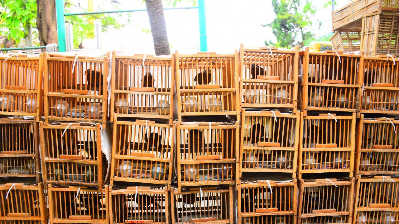 Изненадваща акция в пловдивския "Руски пазар", спасиха диви пойни птици