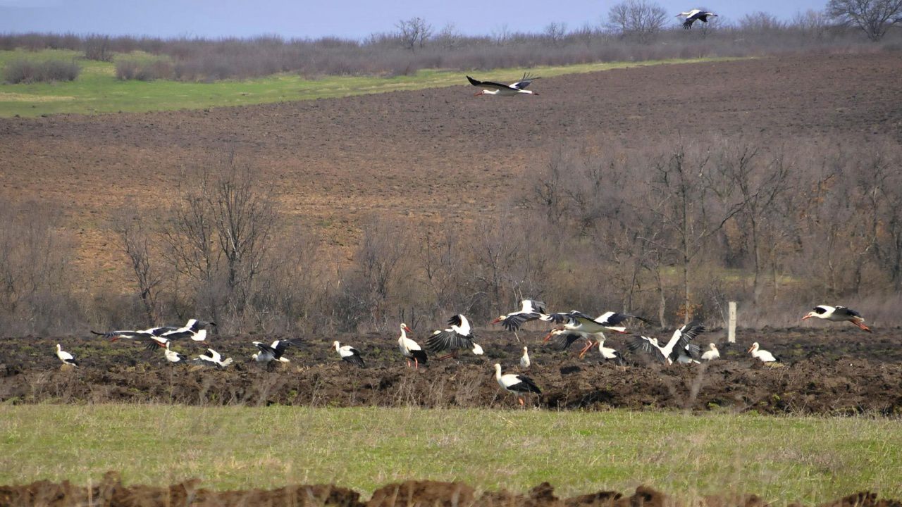 ДФ "Земеделие" преведе близо 28 млн. лв. на земеделските стопани по мярката "Агроекология и климат"