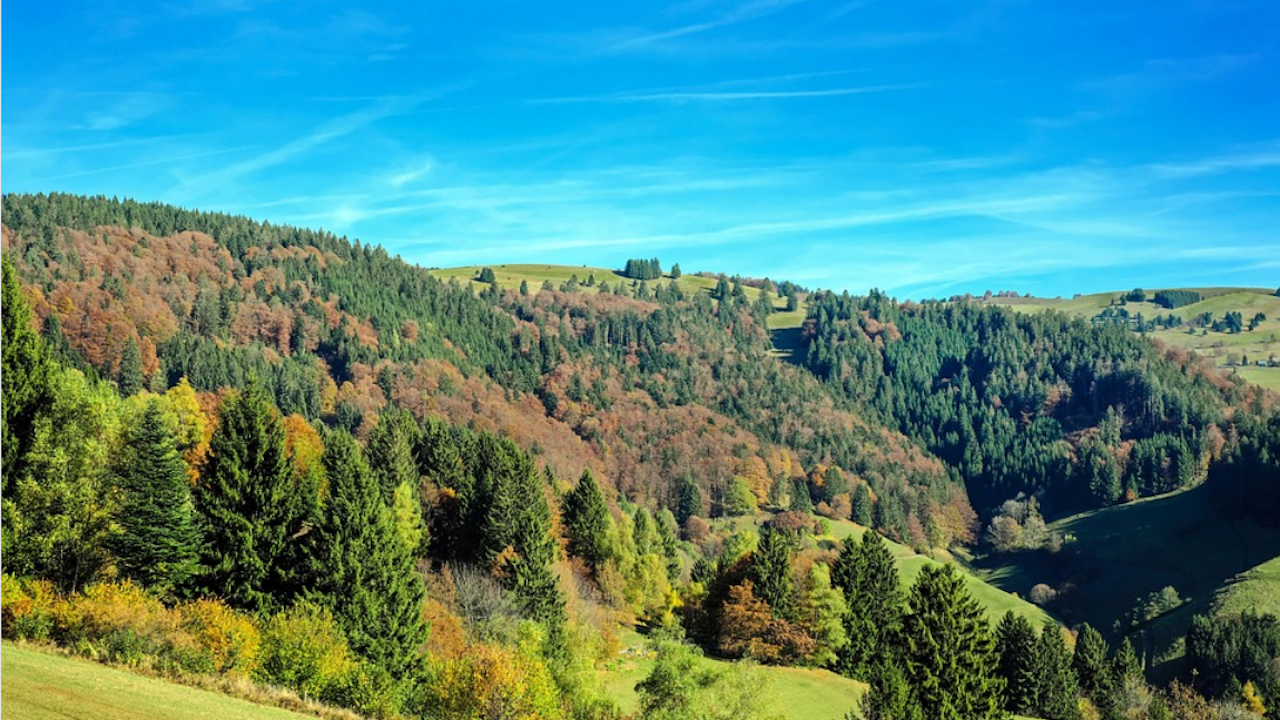 Залесяване с коледни елхи организират в Ямбол за втора година