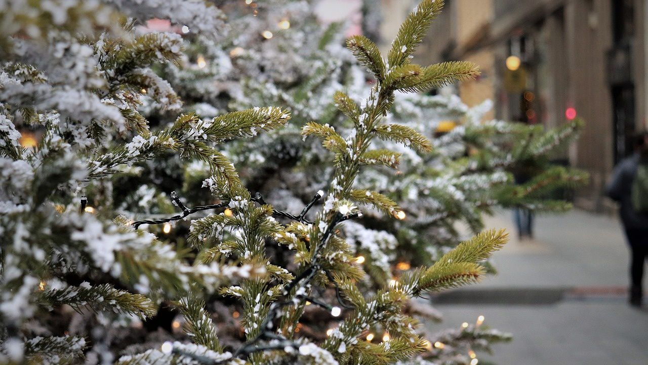 Изпълнителната агенция по горите започна проверки на добива на коледни елхи