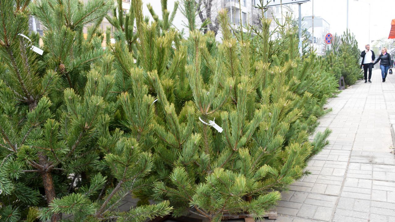 Земеделското министерство продава коледни елхи с благотворителна цел