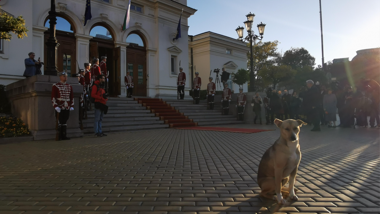 Бездомно куче посрещна новите депутати