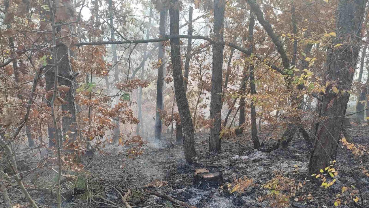 Пожар засегна пет декара смесена гора в района на Странджа