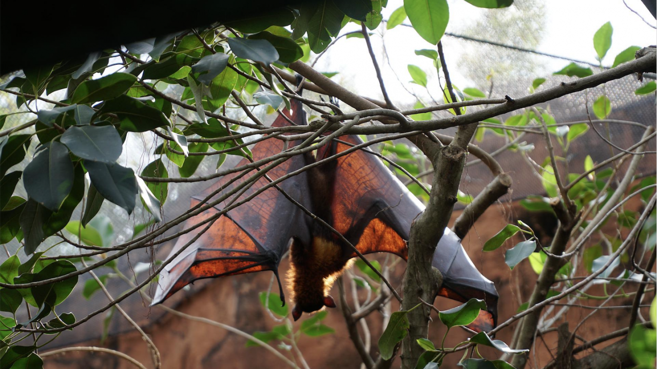 Учени установиха, че американските прилепи могат да разпространяват коронавирус