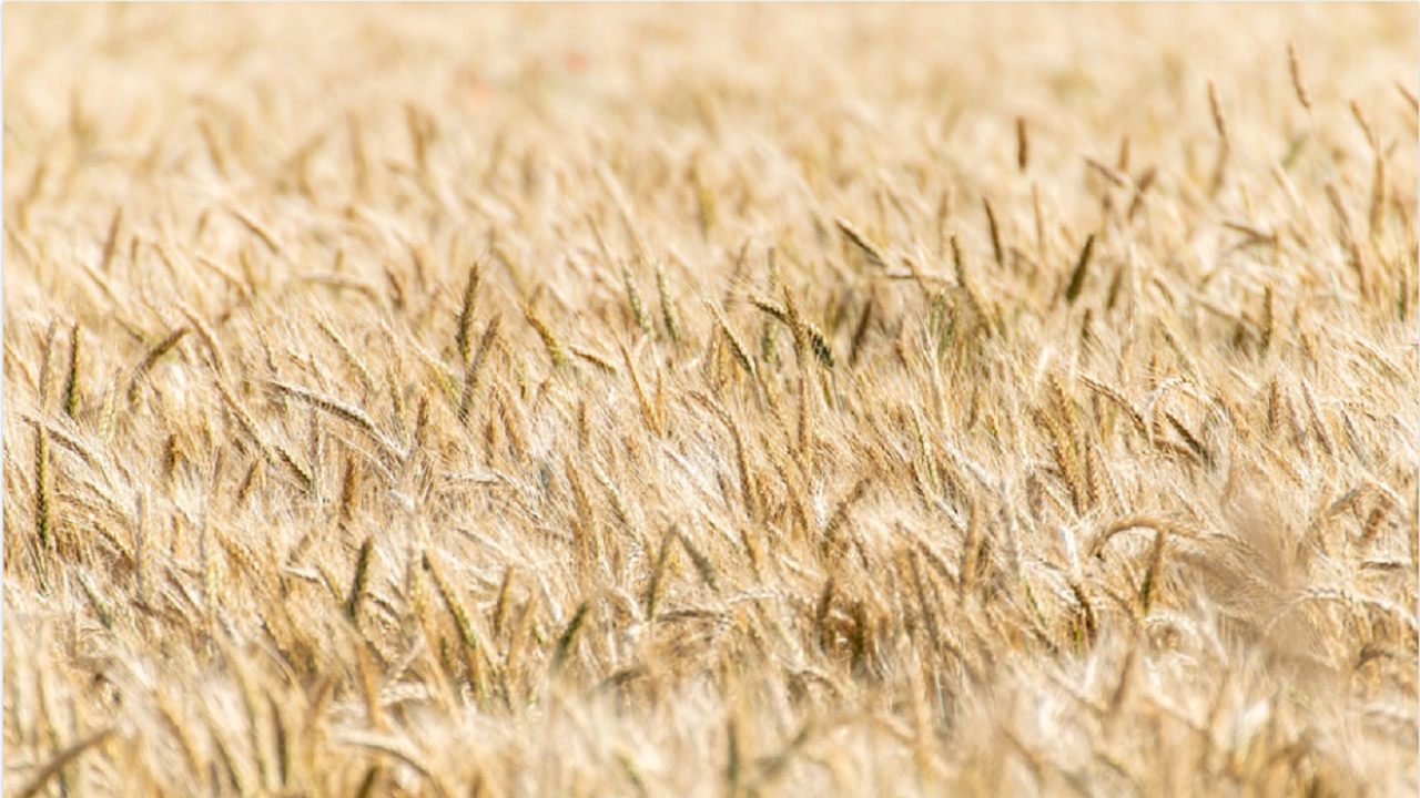 Директорът на Софийската стокова борса: От началото на март няма никакви сделки за зърно, всеки изчаква цените на държавата