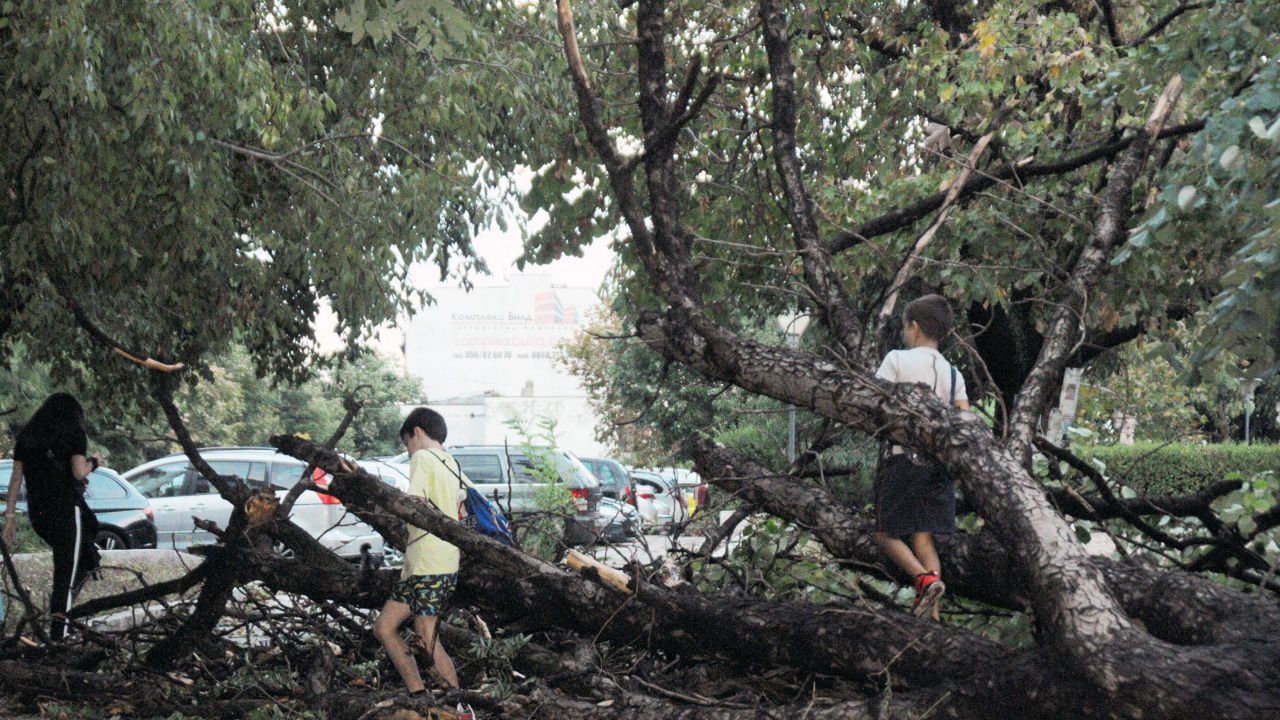 Сигнали за паднали дървета и във Варна