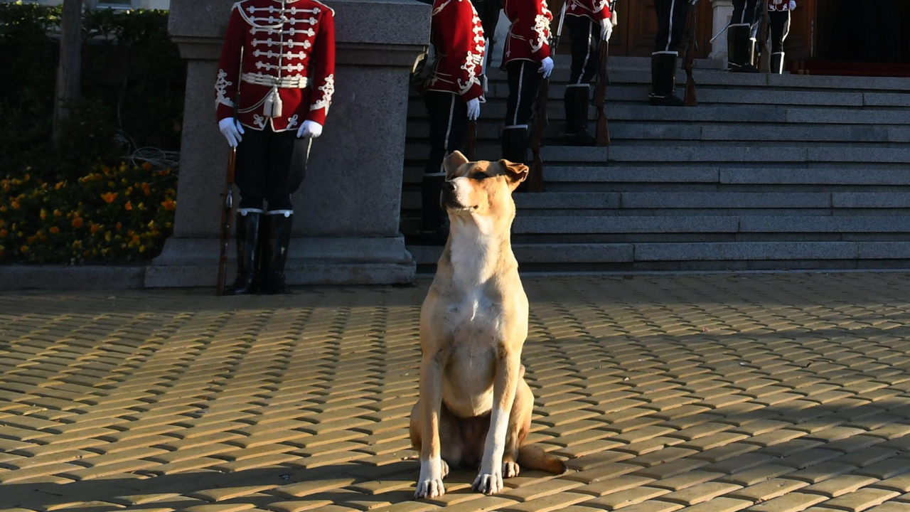 Кучето от парламента вече има дом