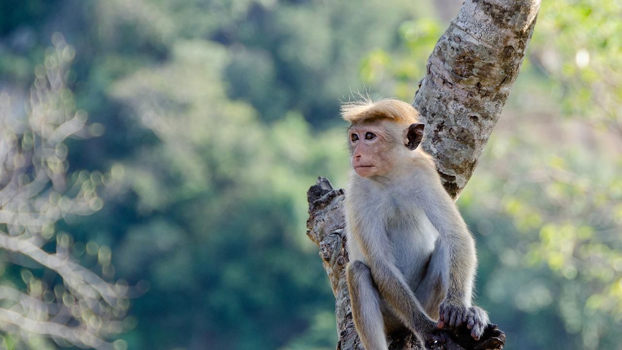 Макаци извършват серийни нападения в град в Япония