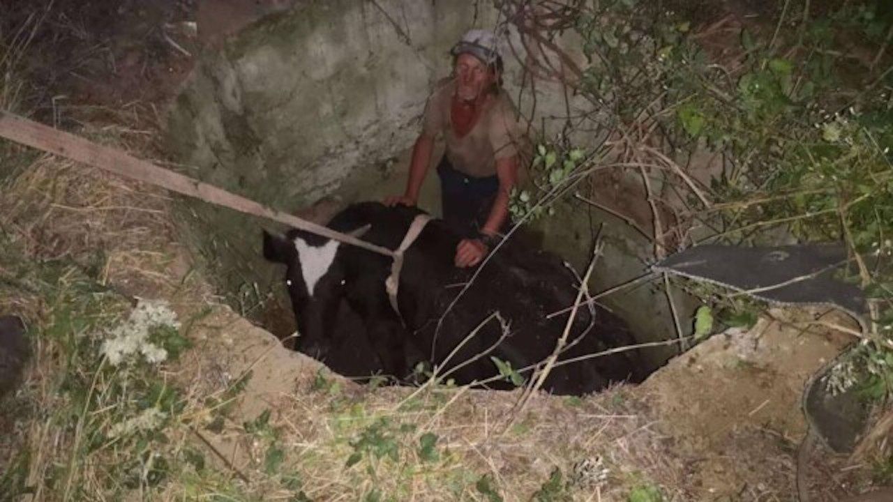 Пожарникари вадиха крава от шахта