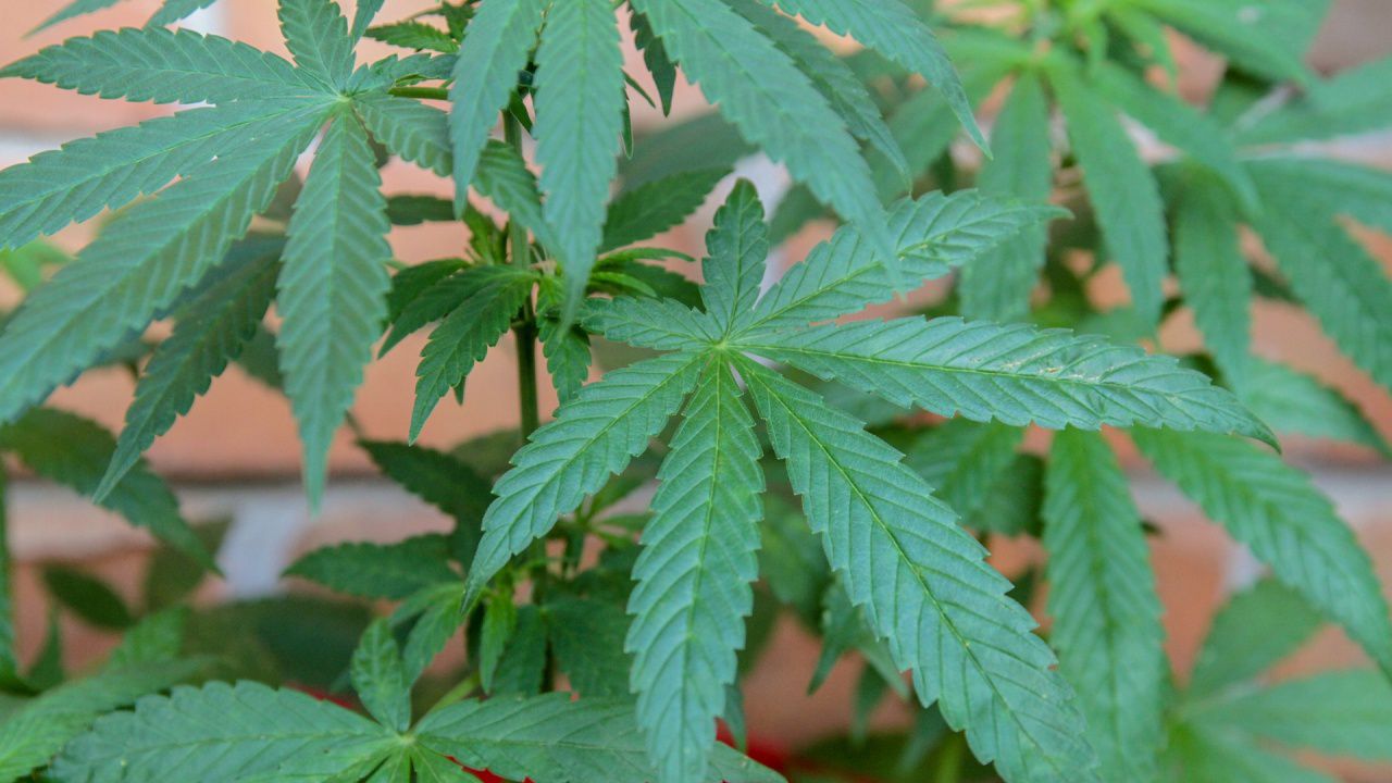 Лишиха от свобода мъж заради канабис, жена му се размина с условна