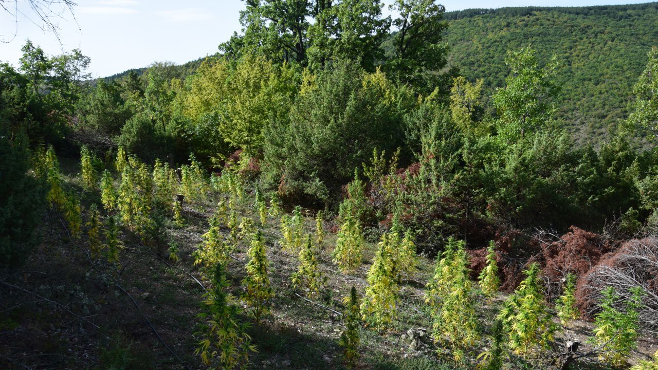 Удар от нива с канабис в Буново, задържан е чужд гражданин