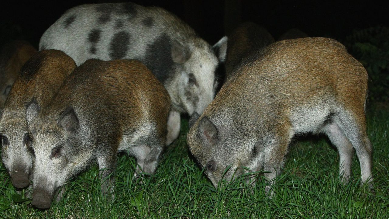Глигани обезпокоиха властите в  Солун