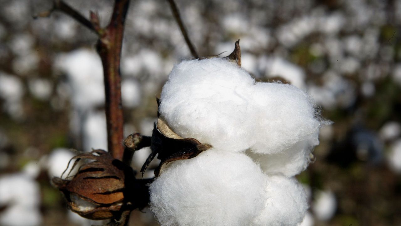 Сушата в САЩ вдига цената на памука до 10-годишен максимум