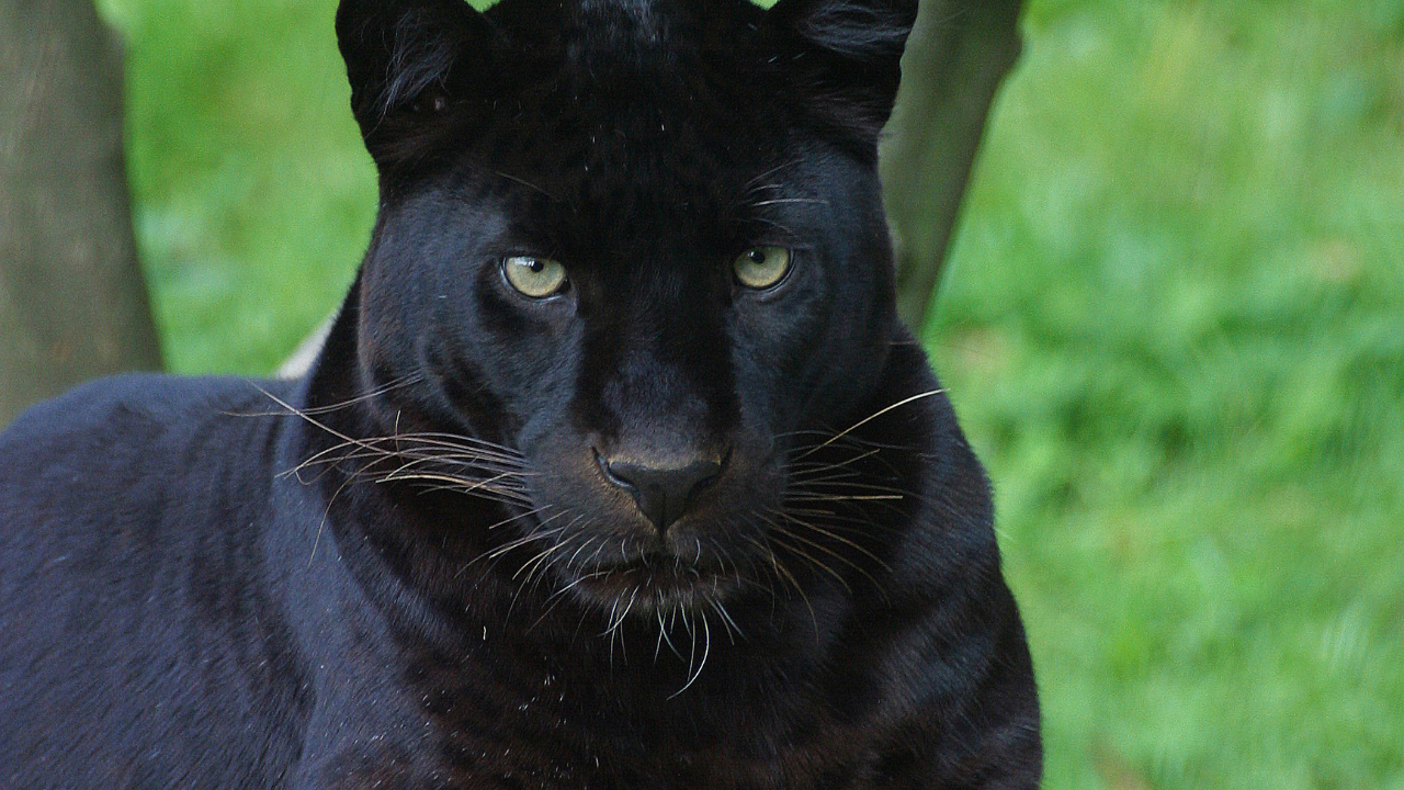 Черният леопард-пътешественик избра община Тутракан за следваща дестинация?