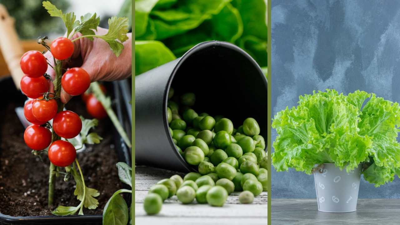 Магията на домашната реколта: когато грижата те храни... буквално