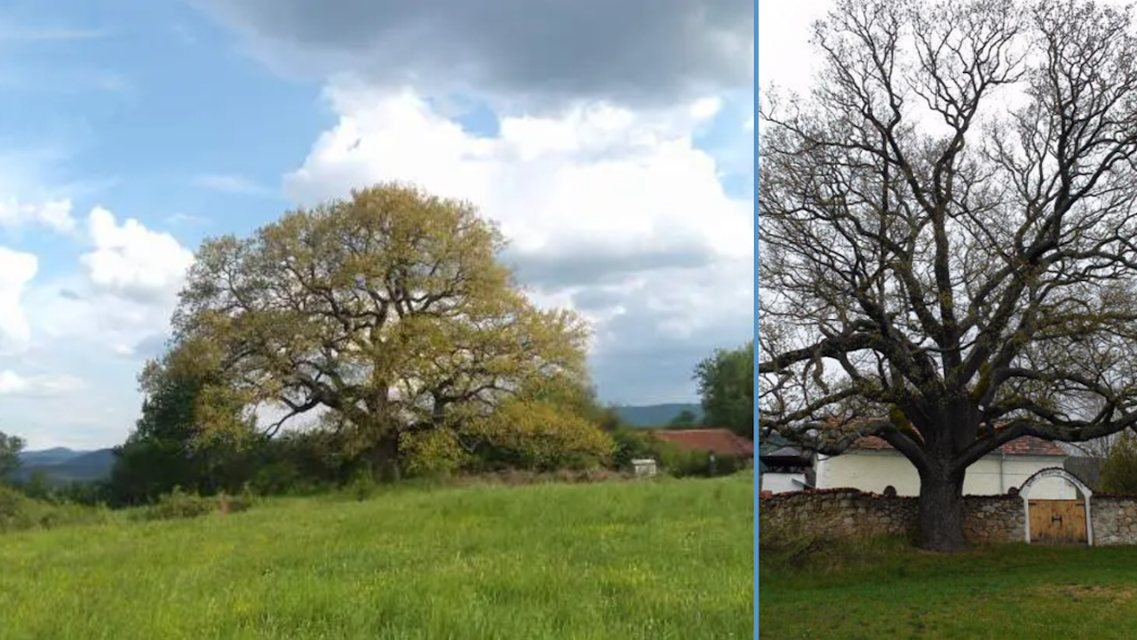 В големия пожар в Трънско е изгорял вековният горун от
