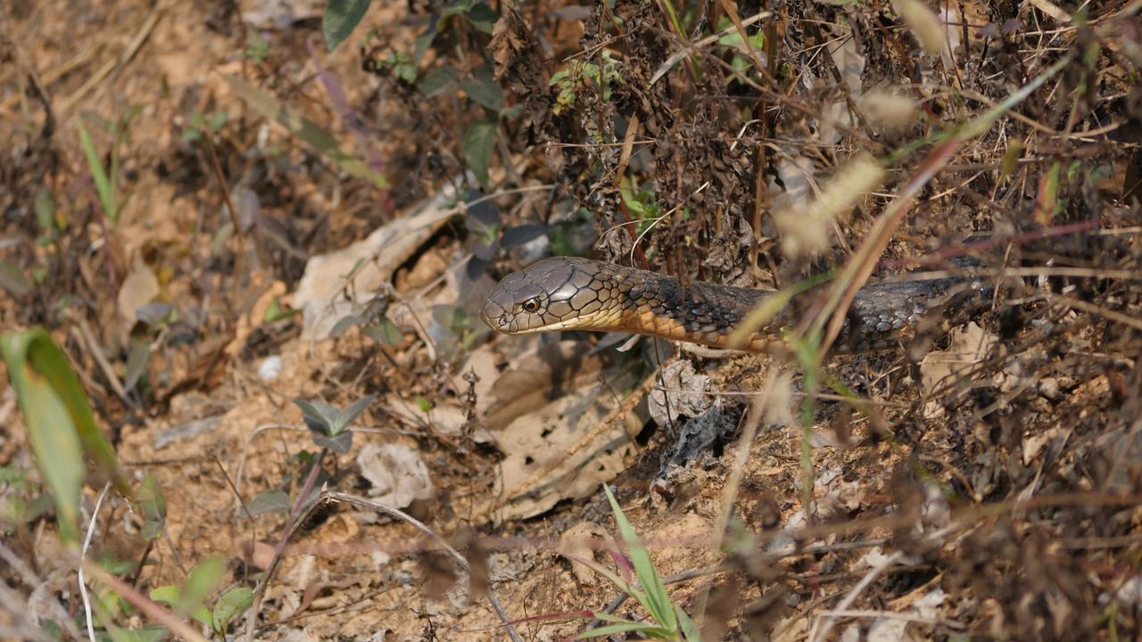 2-годишно дете оцеля, след като ухапа до смърт силно отровна