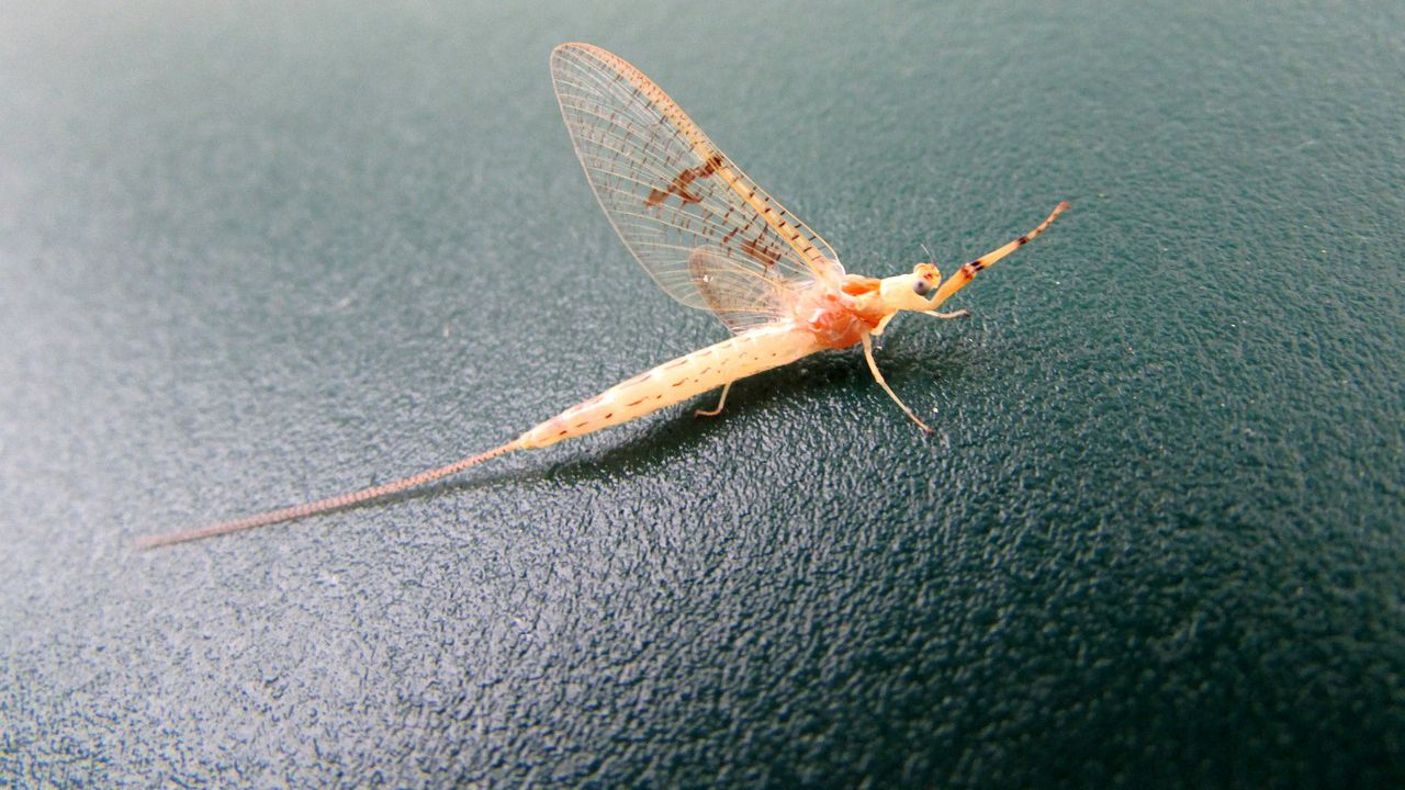 Еднодневките, насекоми от разред Ефемероптера, по река Дунав в Будапеща