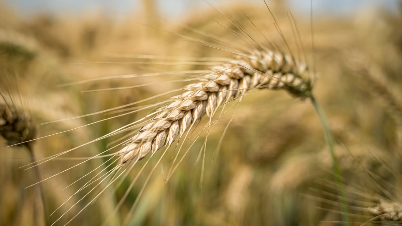 Непоносимостта към глутена може да е психосоматична реакция, а не