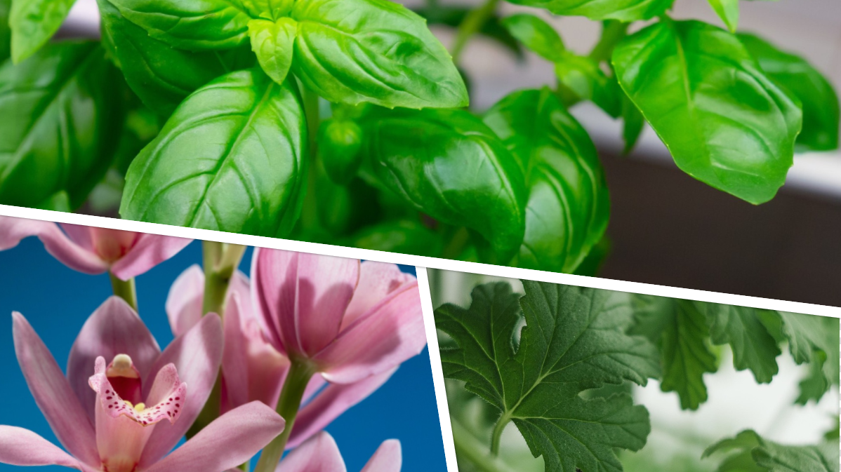 Домашните растения отдавна не са просто декоративен елемент. Макар мнозина