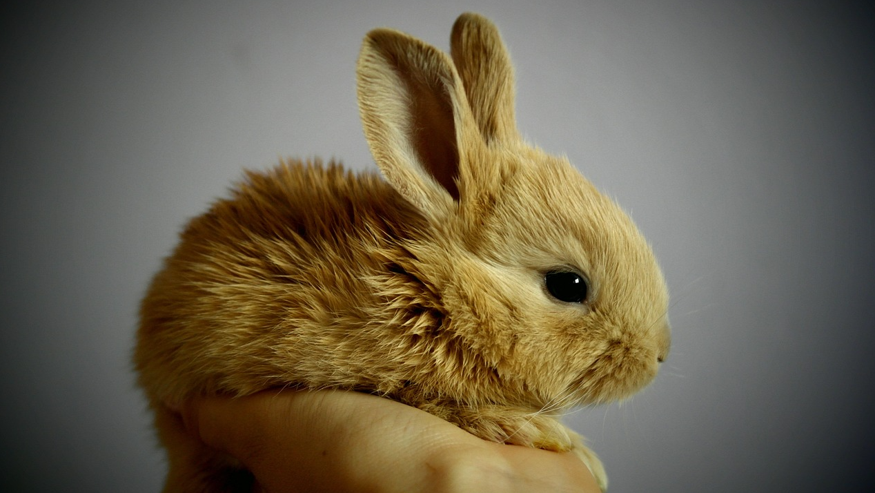 Доброволец спаси две зайчета бебета от пожар край Вакарел