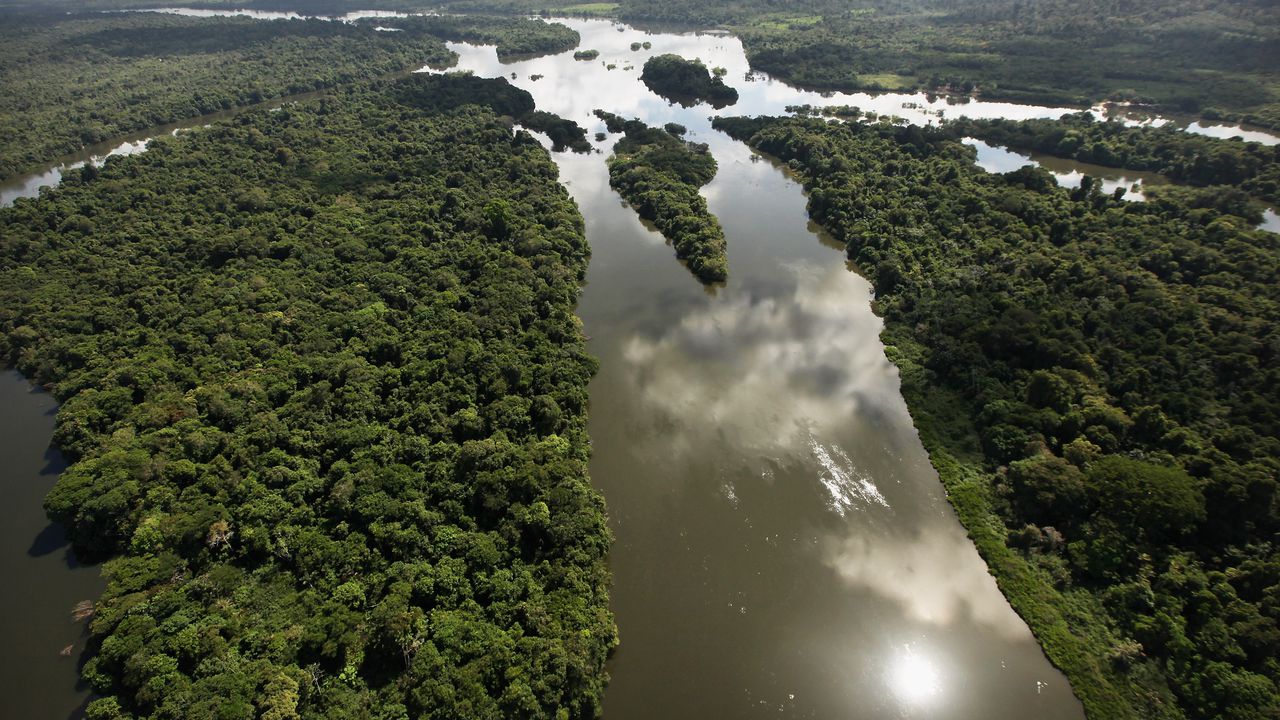 Дърветата в Амазония увеличават размера си заради повишаващите се нива на въглероден диоксид, показва изследване