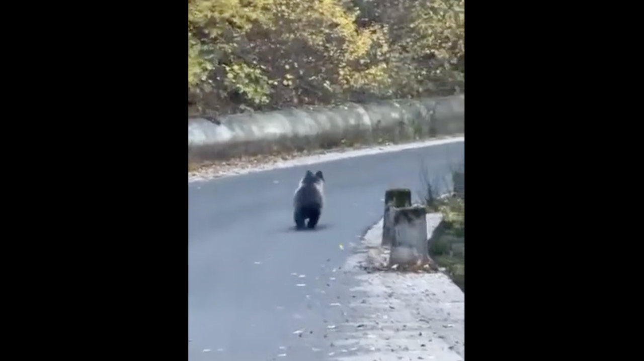 Мече е забелязано да тича по пътя Велинград-Цветино.Видеоклип, изпратен до