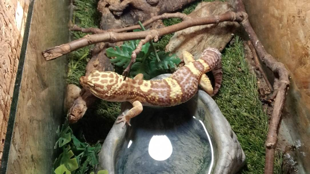 Екзотичните животни са отнети в полза на държавата и по