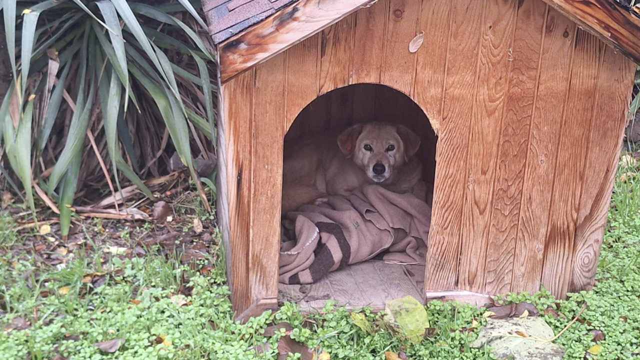 На първия етап ще бъдат подсигурени 10 броя дървени къщички, които ще