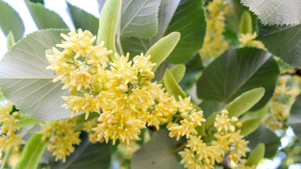 С прецъфтяването на липите, дървесните полени вече ще бъдат с